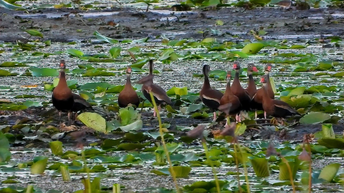 Black-bellied Whistling-Duck - ML643757081