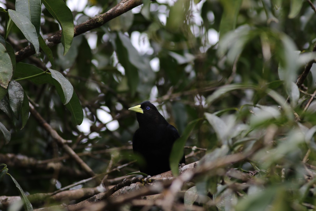 Red-rumped Cacique - ML643757085