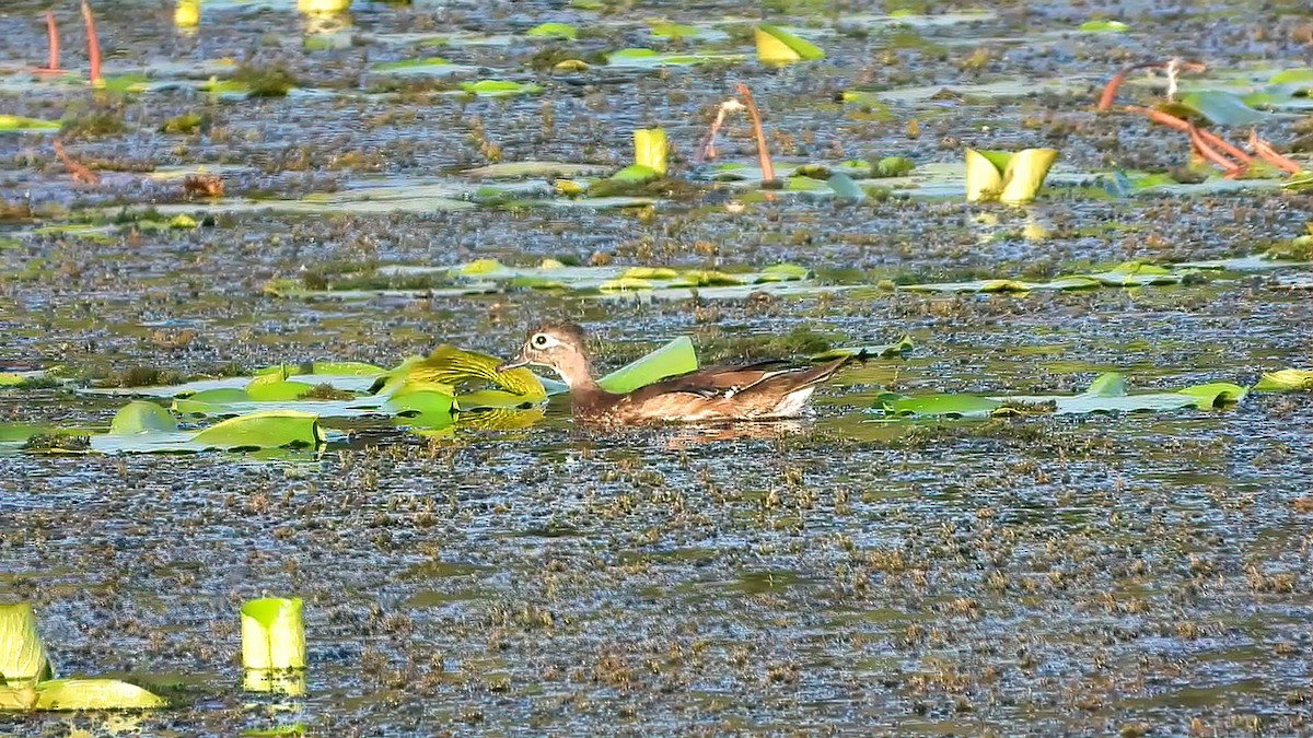 Wood Duck - ML643757089