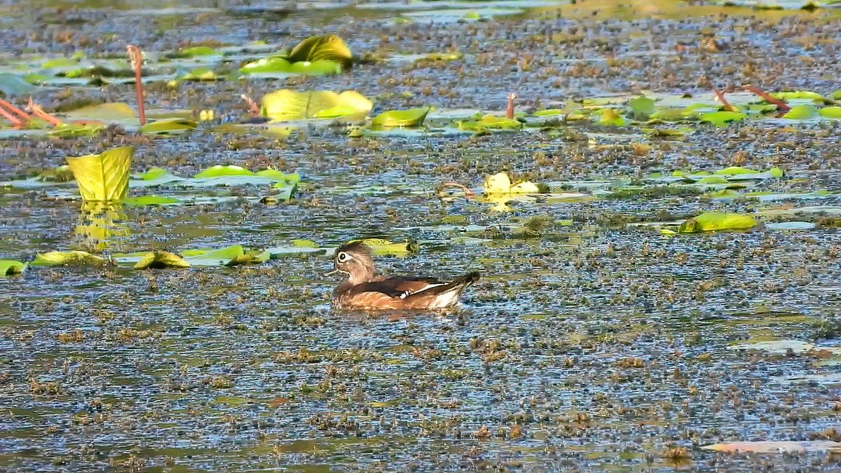 Wood Duck - ML643757090