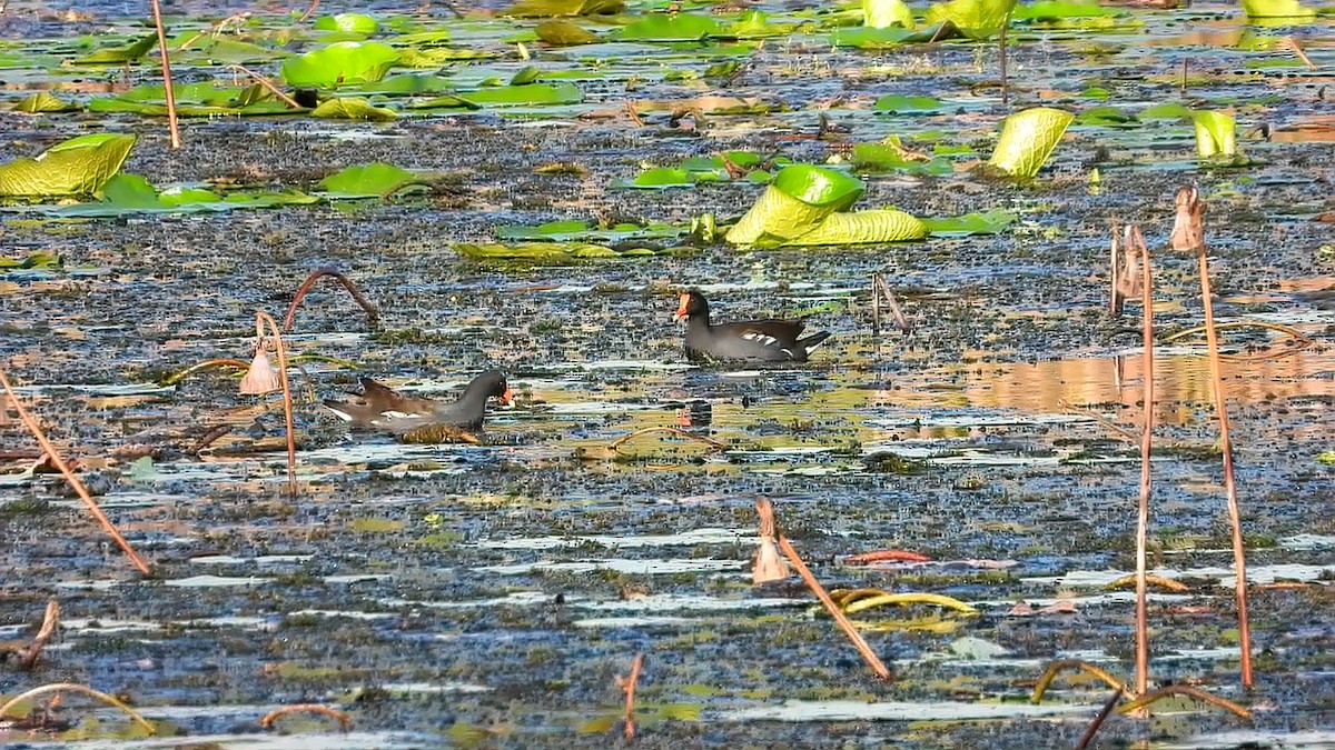 Common Gallinule - ML643757095