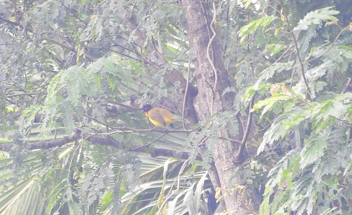 Flame-throated Bulbul - ML643757104