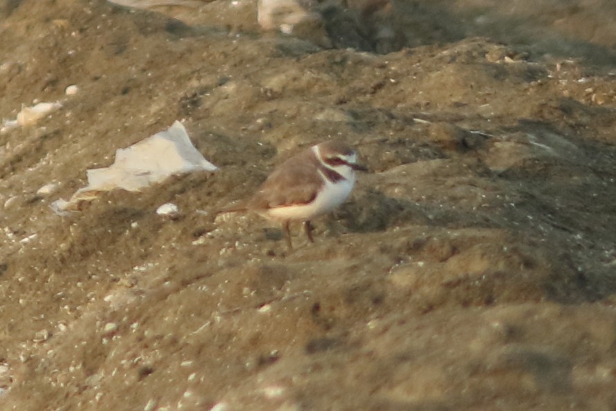 חופמי אלכסנדרי - ML643757107