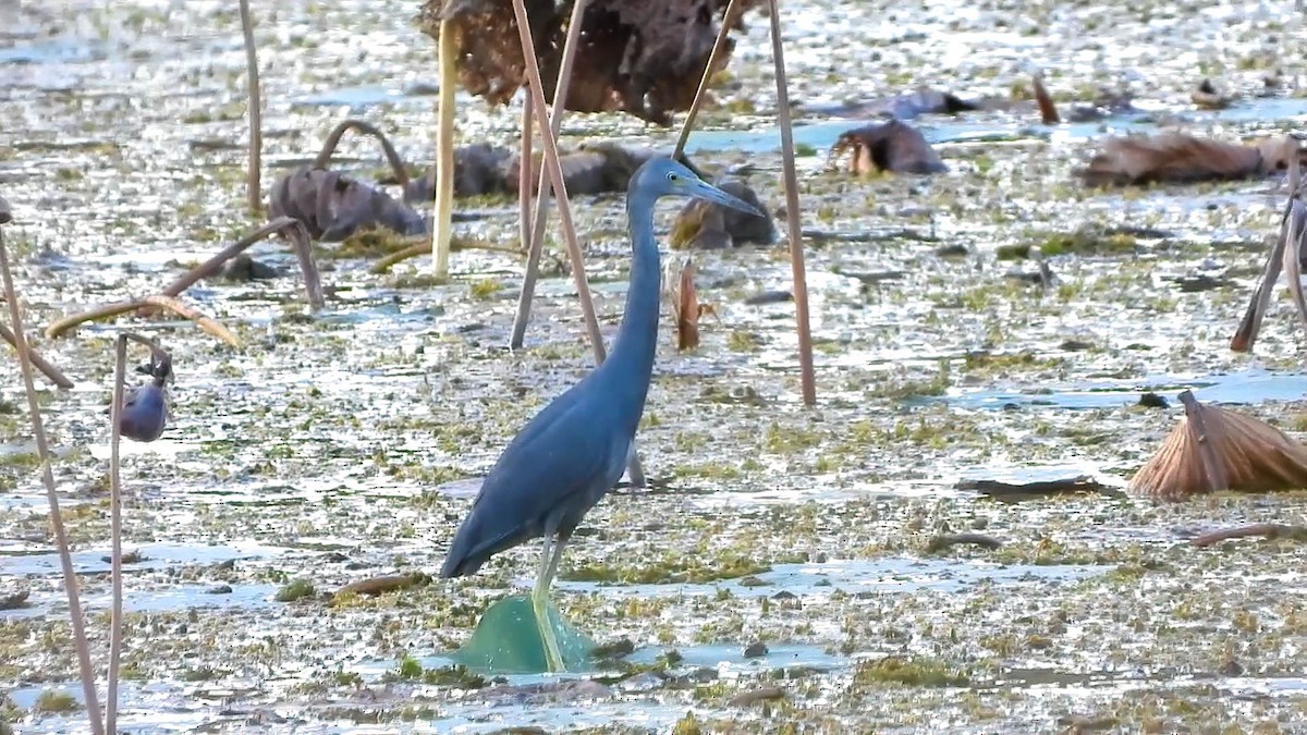 Little Blue Heron - ML643757115