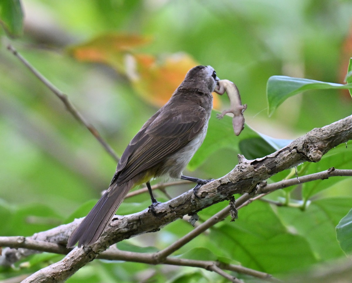 Yellow-vented Bulbul - ML643757124