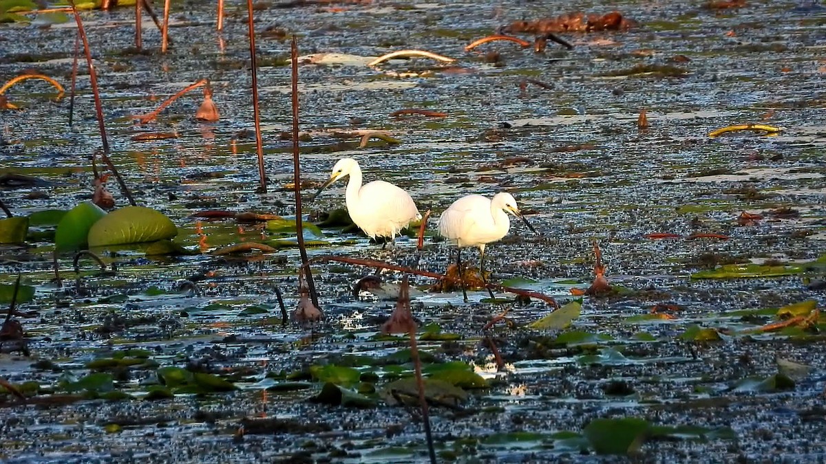 Snowy Egret - ML643757130