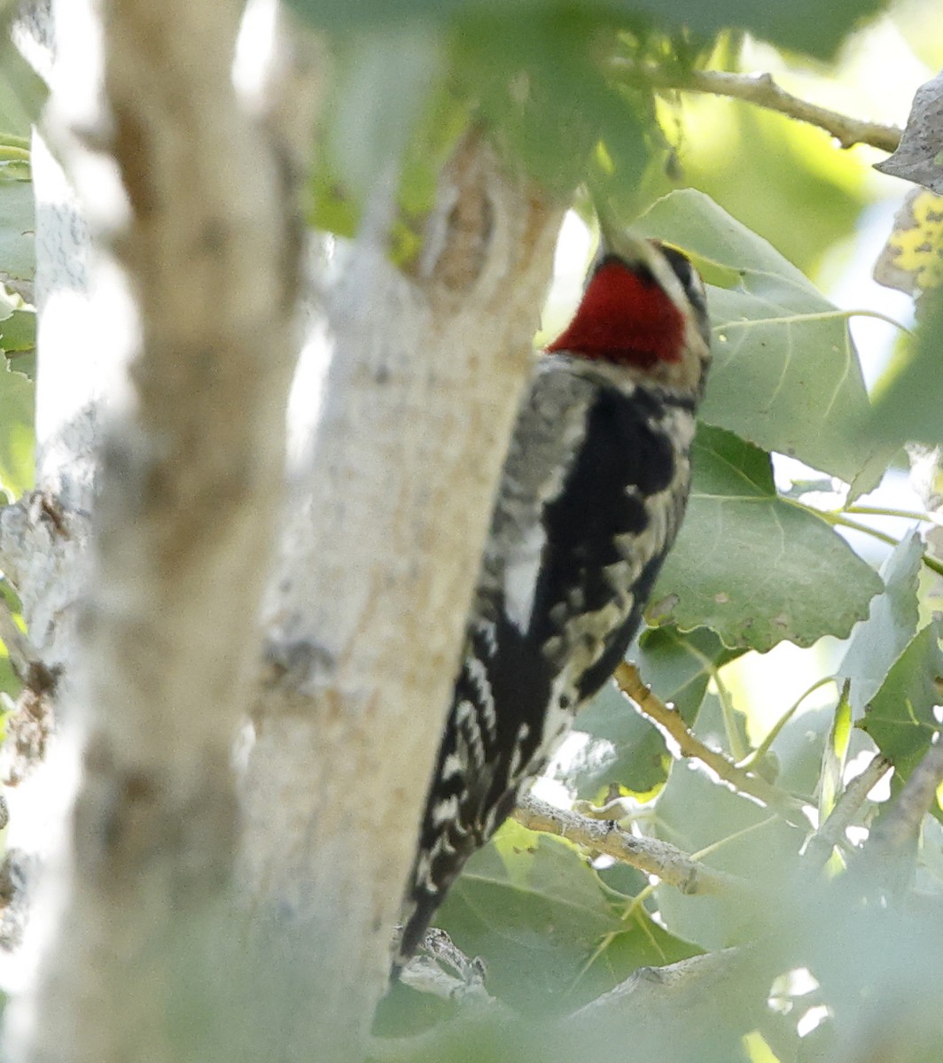 Red-naped Sapsucker - ML643757142