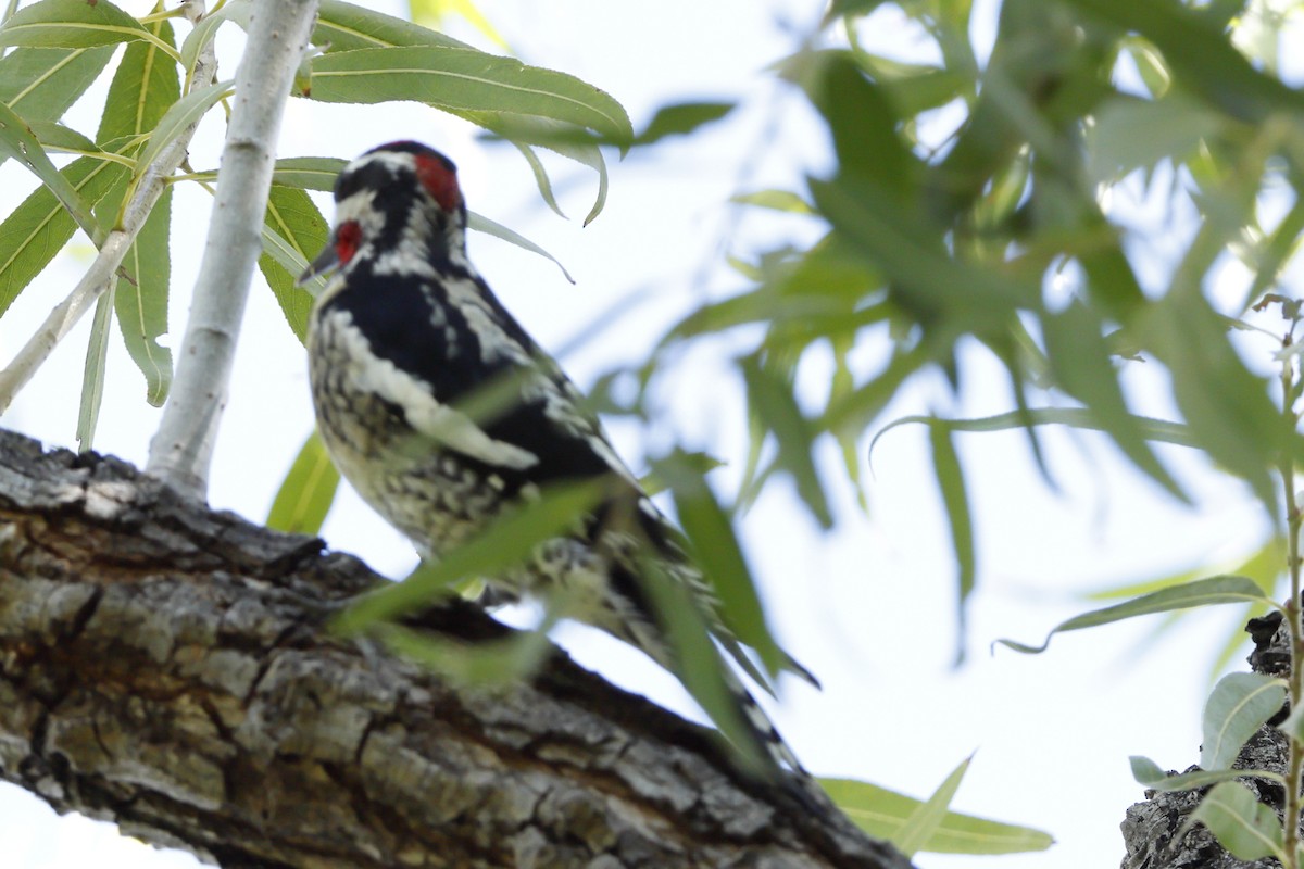 Red-naped Sapsucker - ML643757143