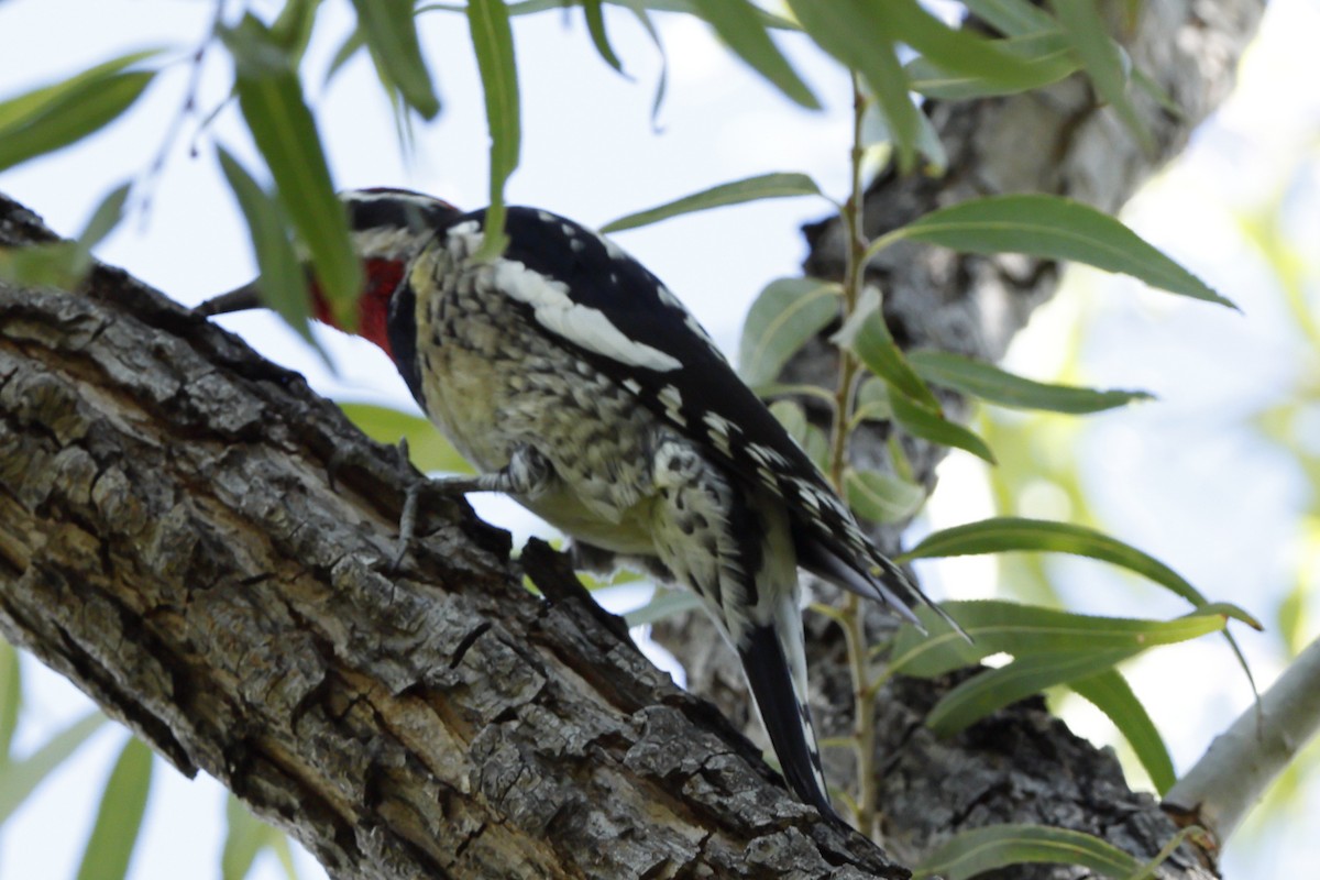 Red-naped Sapsucker - ML643757144