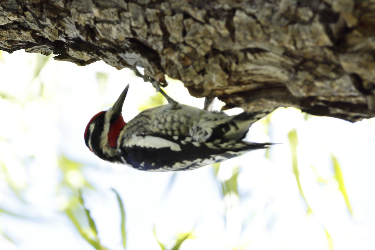 Red-naped Sapsucker - ML643757145