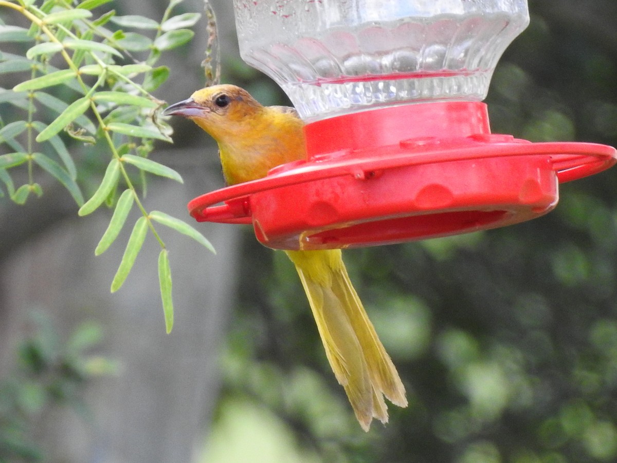 Oriole masqué - ML643757170