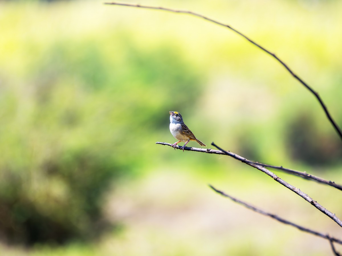 Grassland Sparrow - ML643757171