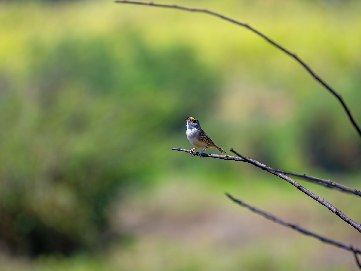 Grassland Sparrow - ML643757172