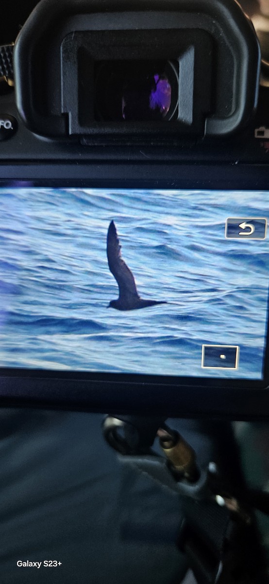 Bulwer's Petrel - ML643757200