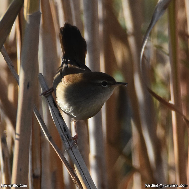 Cetti's Warbler - ML643757205