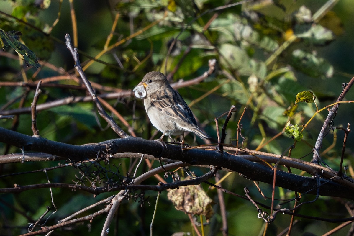 Moineau domestique - ML643757219