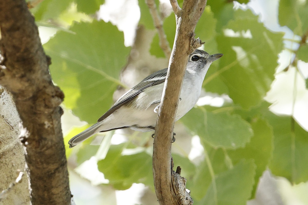 Viréo plombé - ML643757226