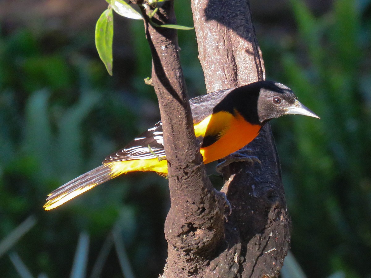 Oriole de Baltimore - ML643757244