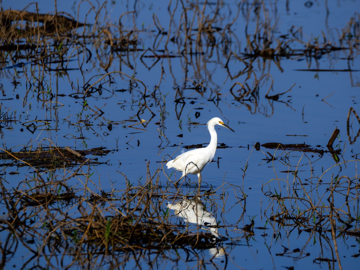 Snowy Egret - ML643757261