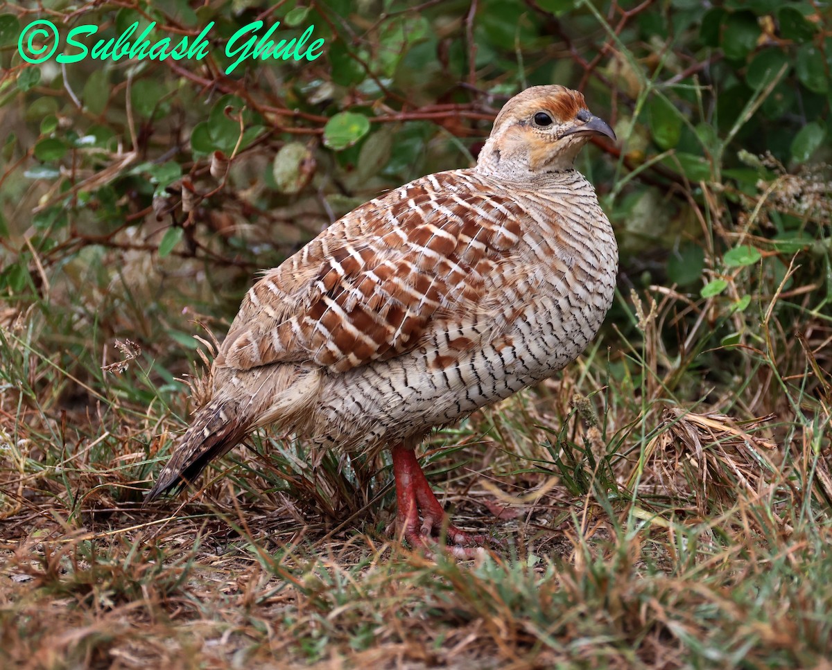 Gray Francolin - ML643757284