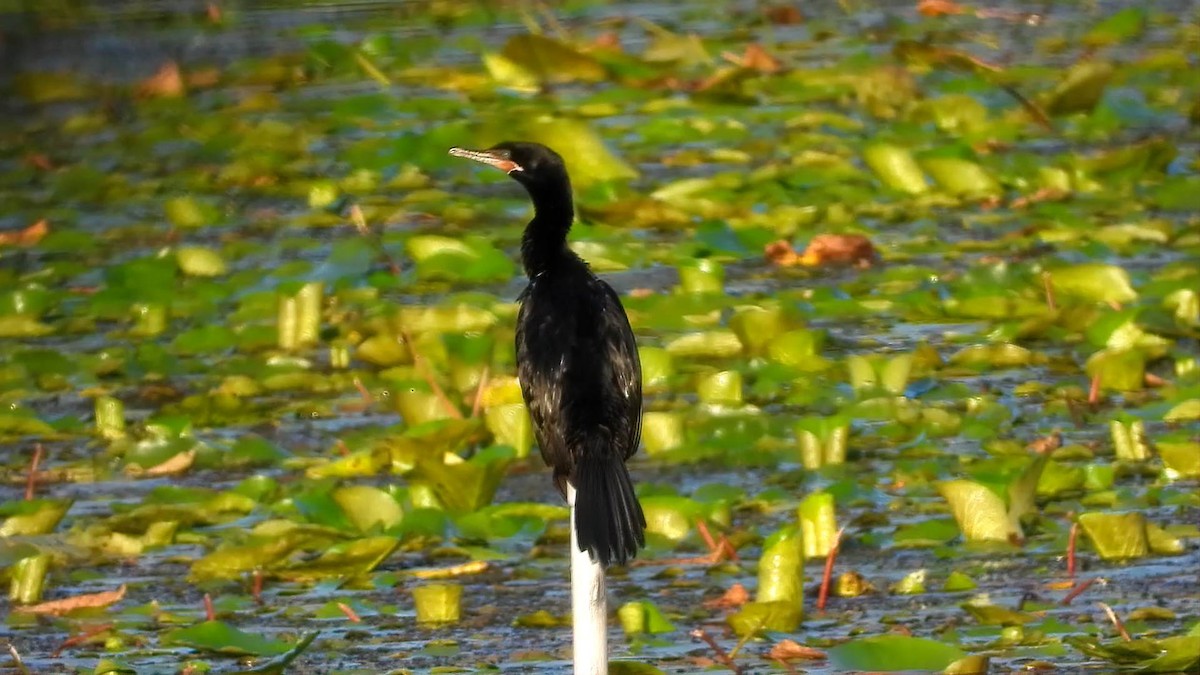 Neotropic Cormorant - ML643757316