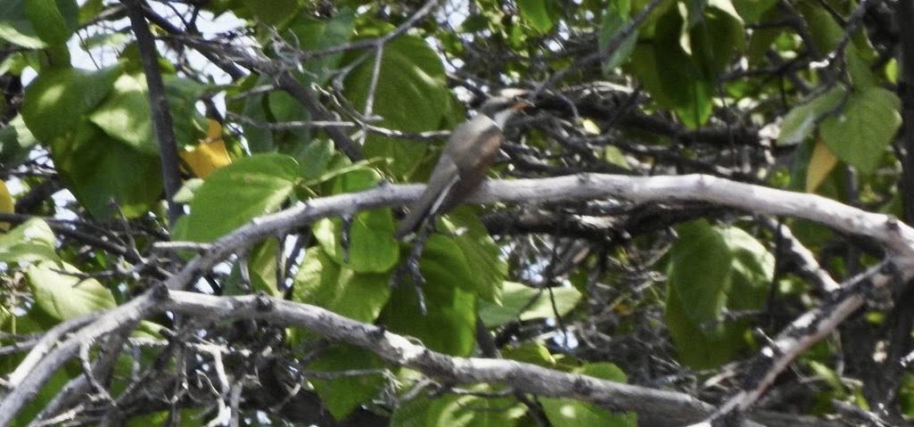 Yellow-billed Cuckoo - ML643757338