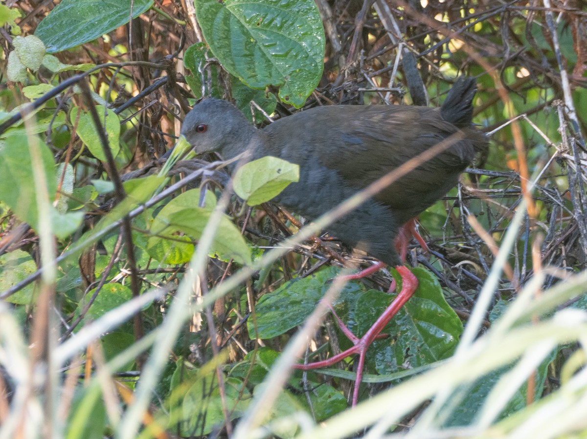 Blackish Rail - ML643757342
