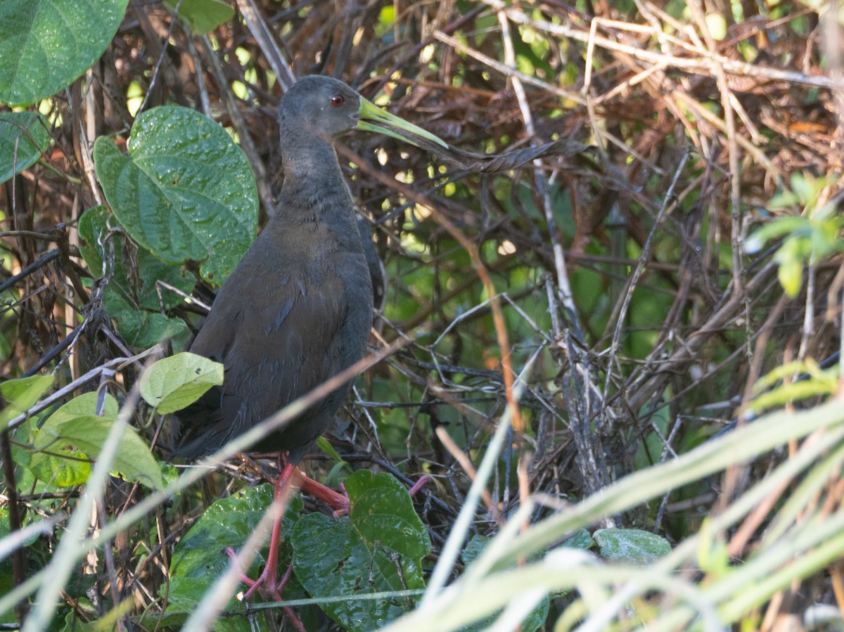 Blackish Rail - ML643757343