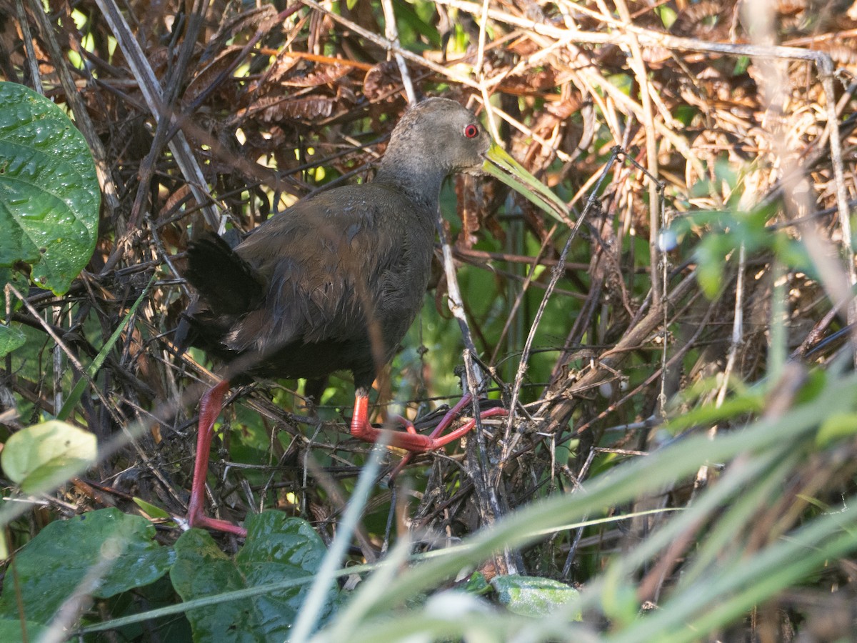 Blackish Rail - ML643757344