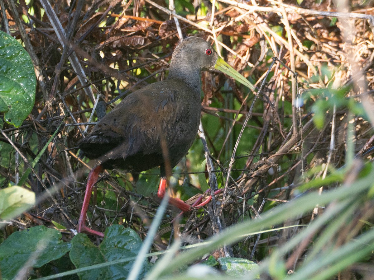 Blackish Rail - ML643757345