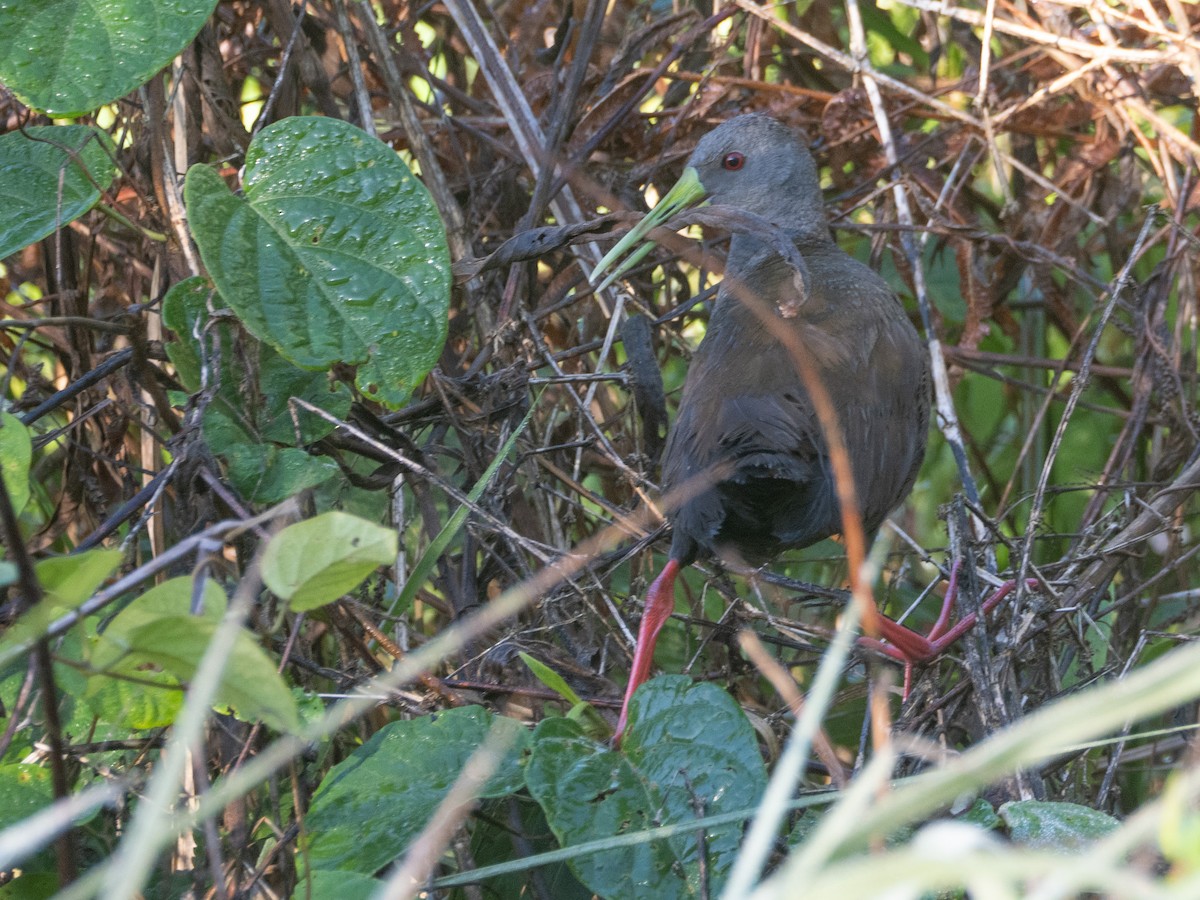 Blackish Rail - ML643757346