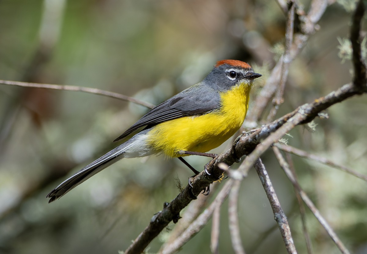 Brown-capped Redstart - ML643757364