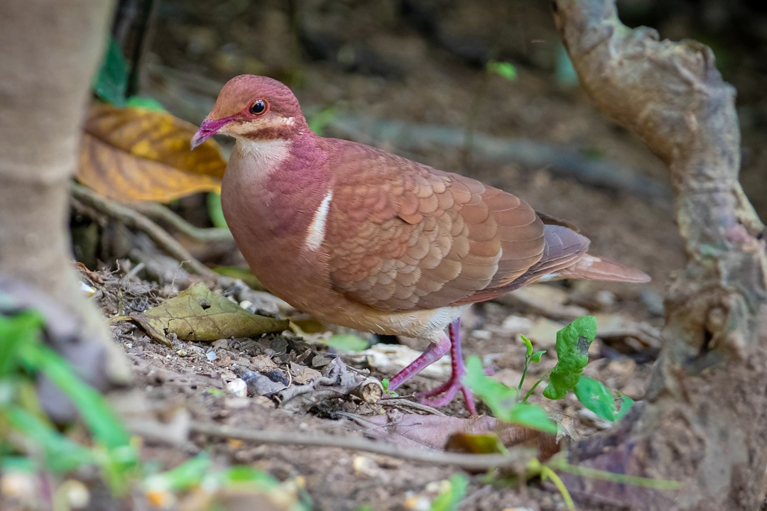 holub hnědočervený - ML643757370