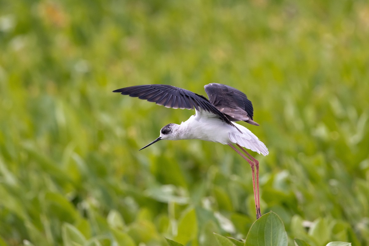 Black-winged Stilt - ML643757383