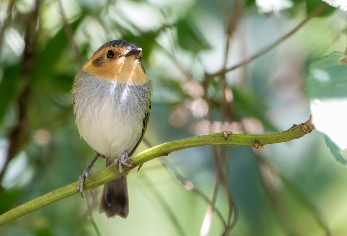 Ochre-faced Tody-Flycatcher - ML643757384