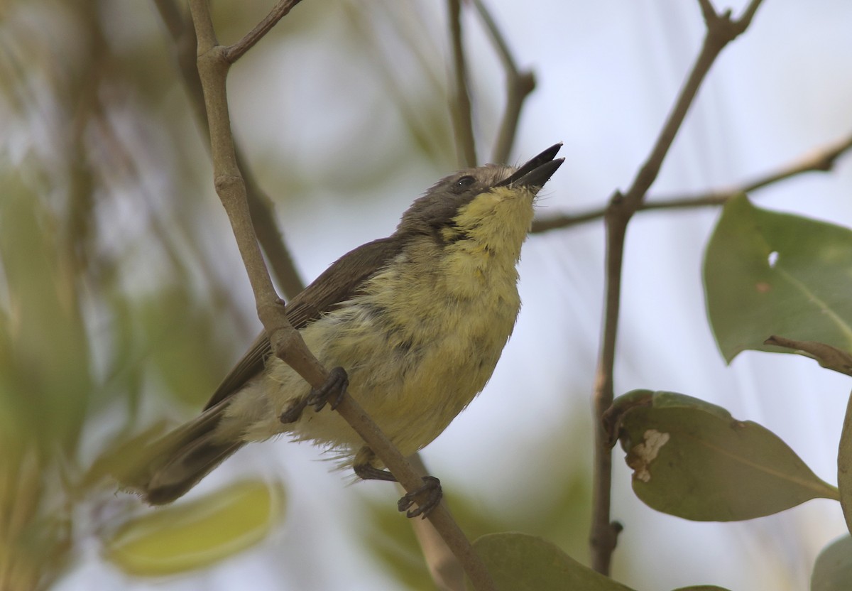 Golden-bellied Gerygone - ML643757385