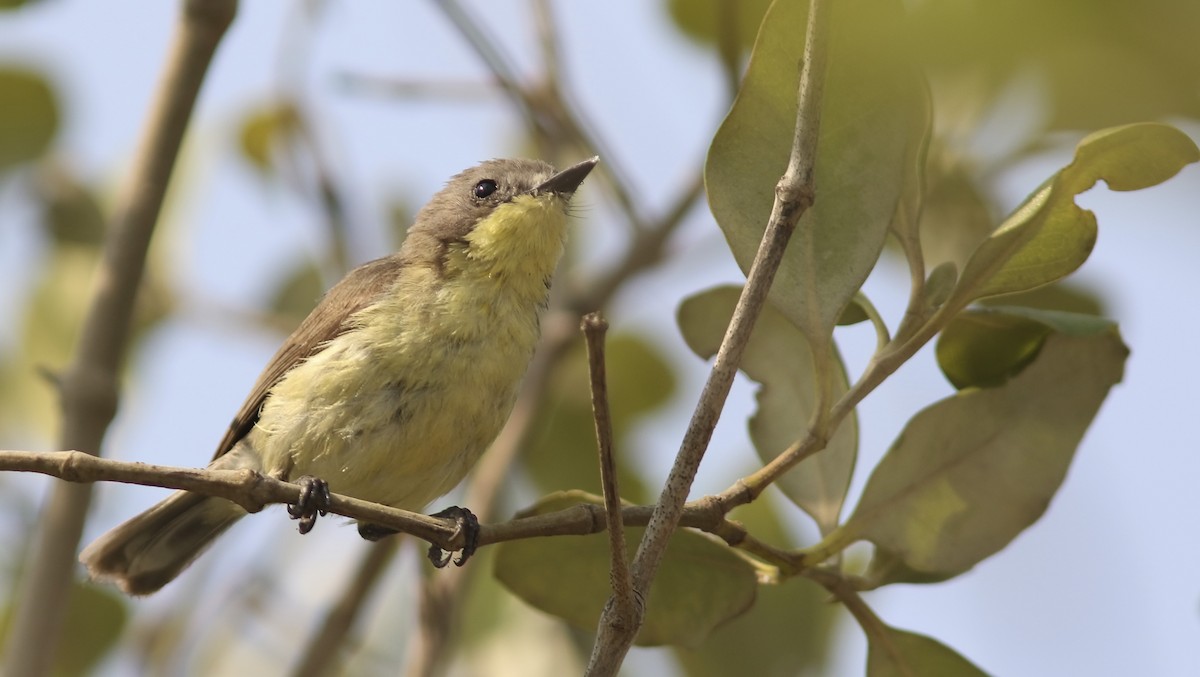 Golden-bellied Gerygone - ML643757394