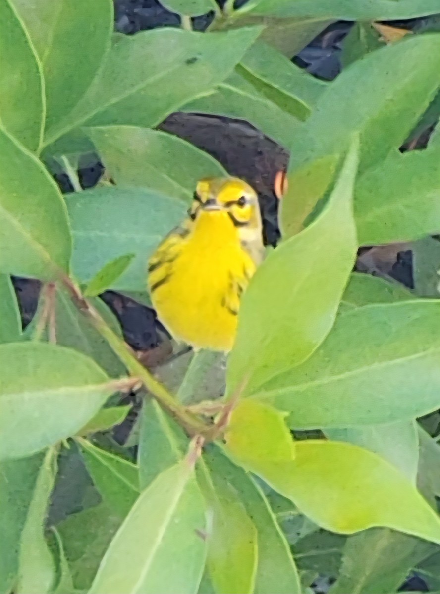 Prairie Warbler - ML643757395