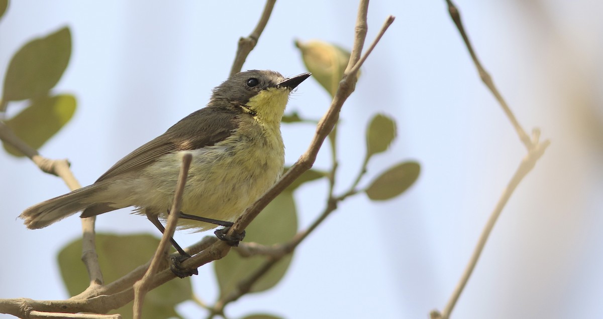 Golden-bellied Gerygone - ML643757400