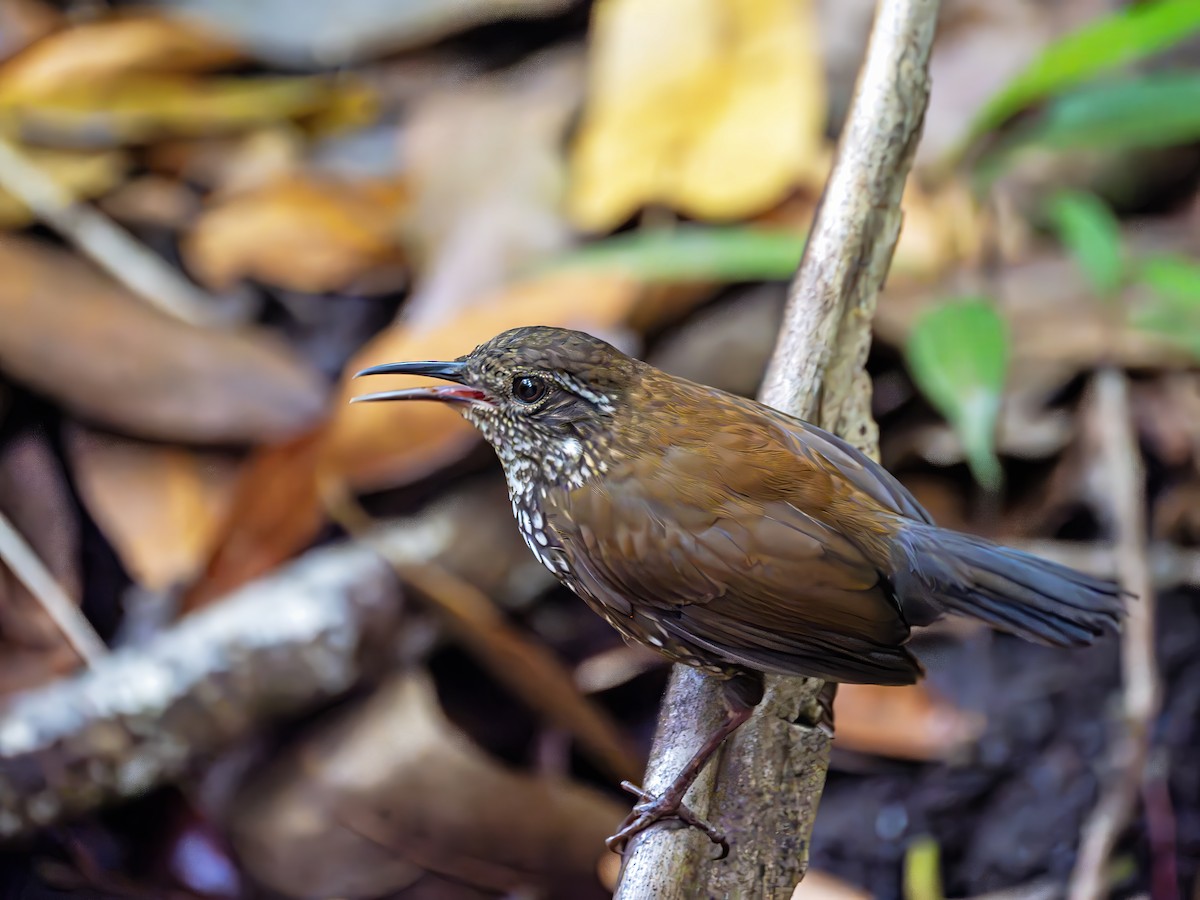 Sharp-tailed Streamcreeper - ML643757403