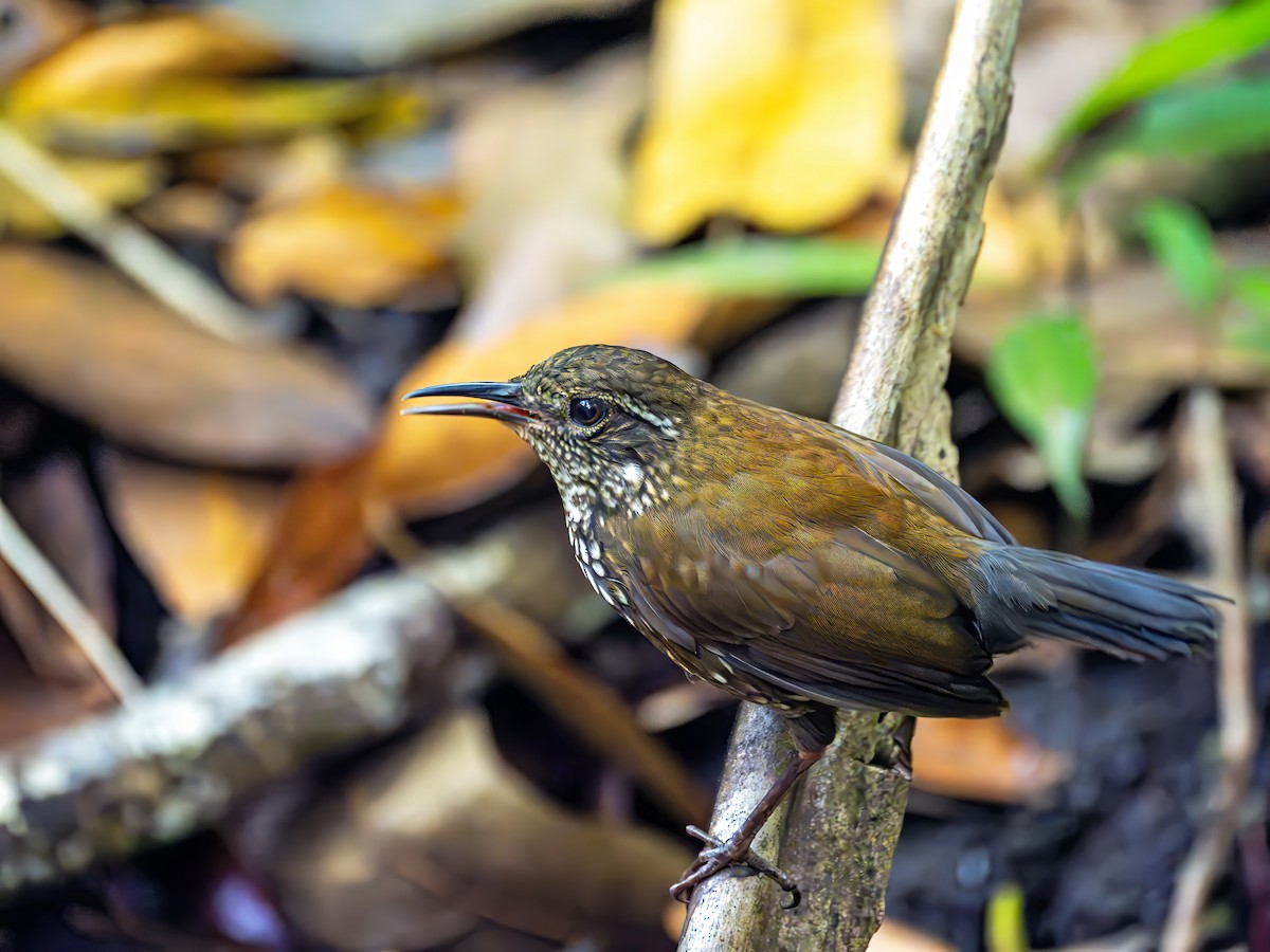 Sharp-tailed Streamcreeper - ML643757404
