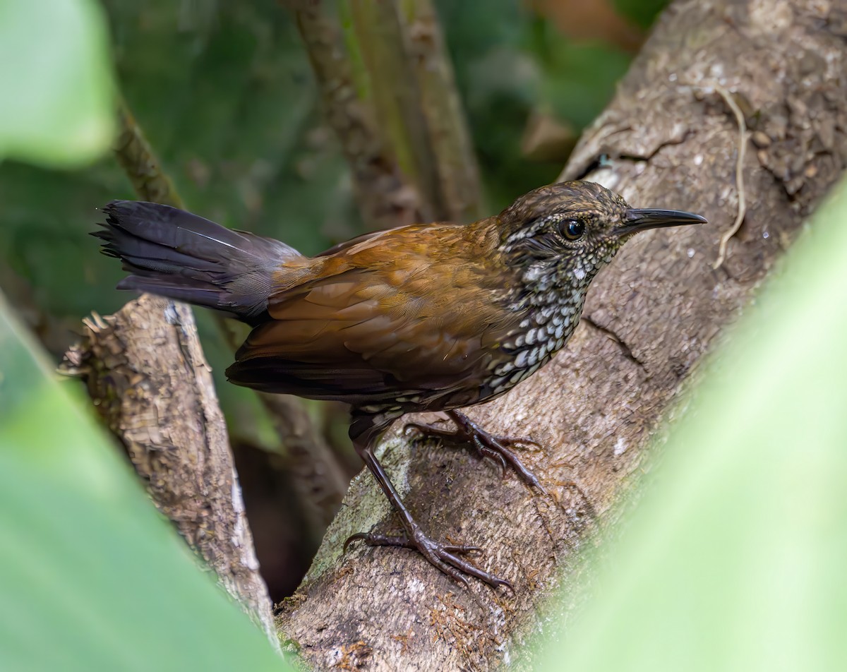 Sharp-tailed Streamcreeper - ML643757406