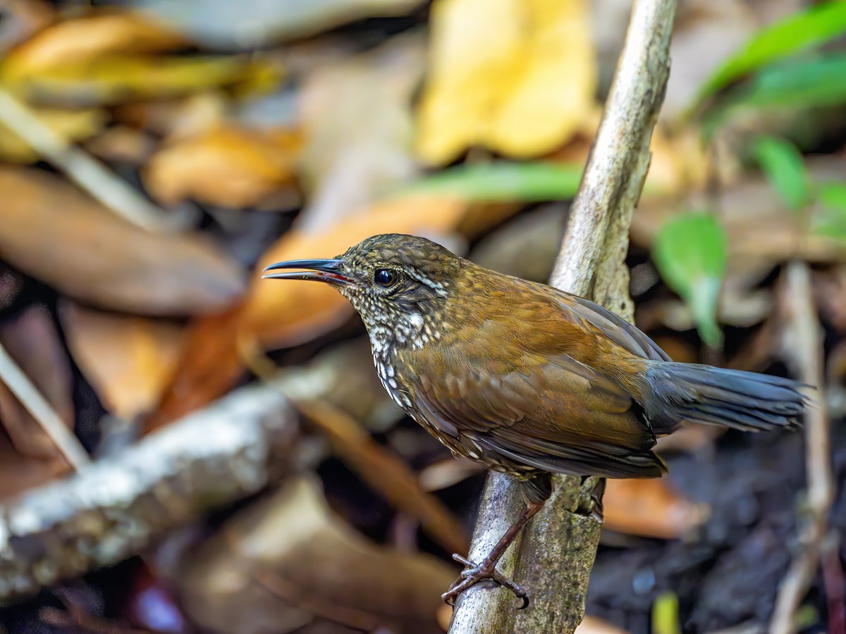 Sharp-tailed Streamcreeper - ML643757407