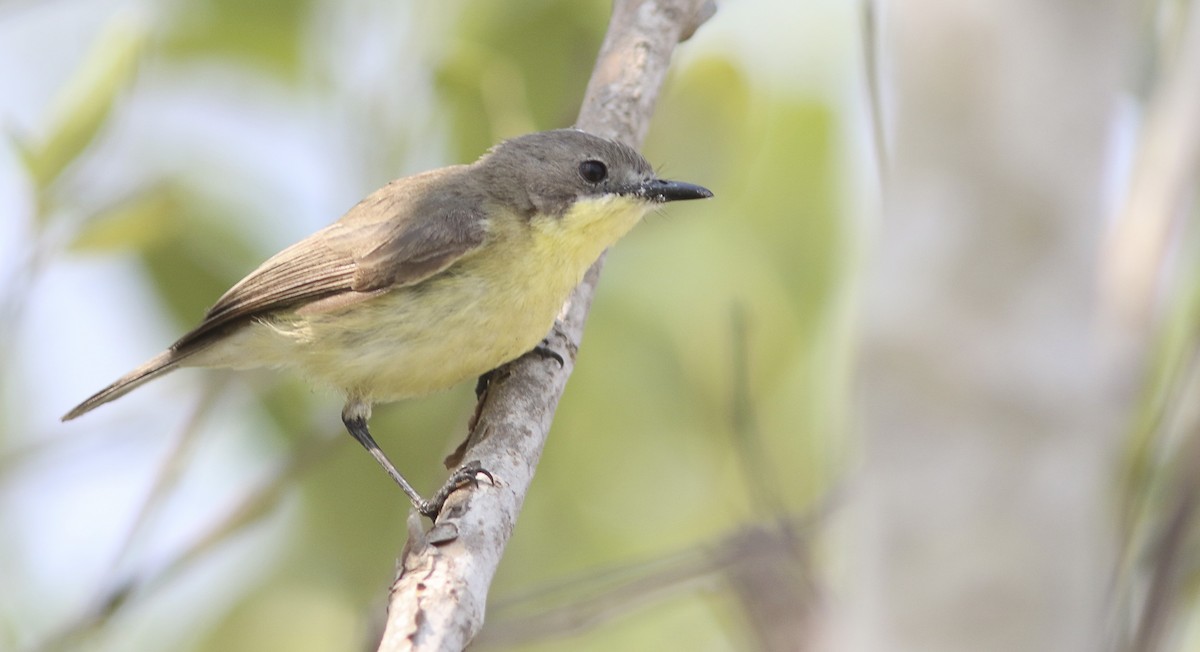 Golden-bellied Gerygone - ML643757416