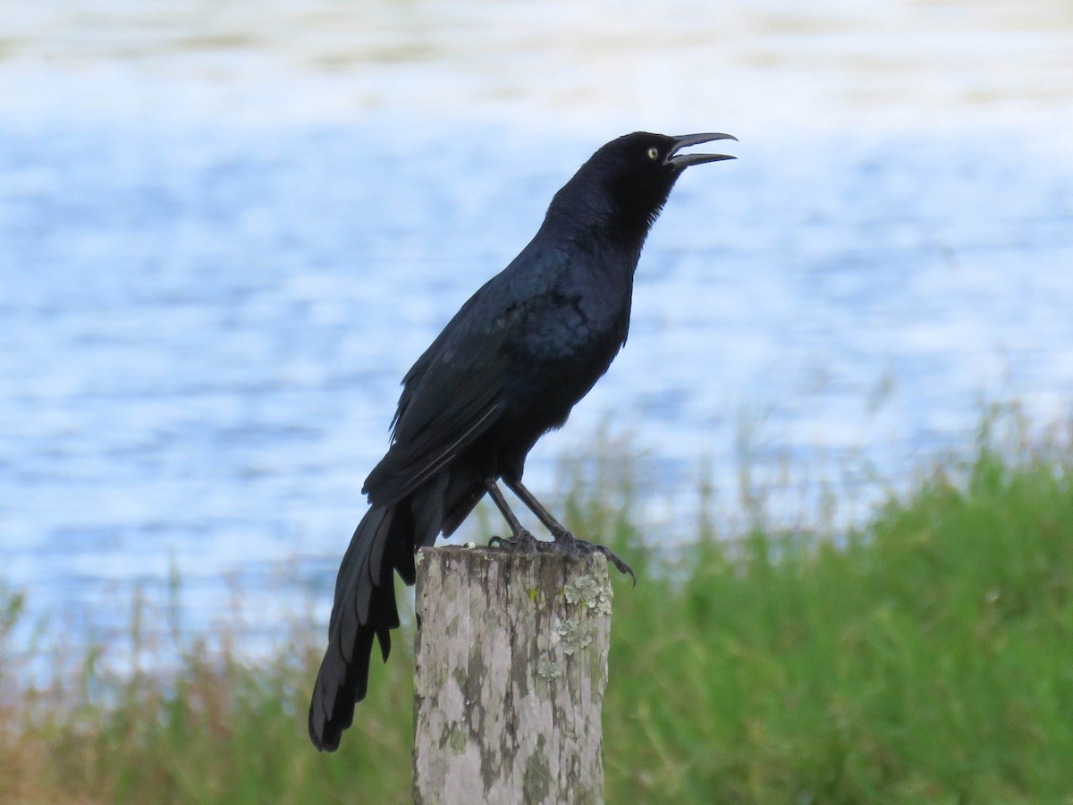 Great-tailed Grackle - ML643757443