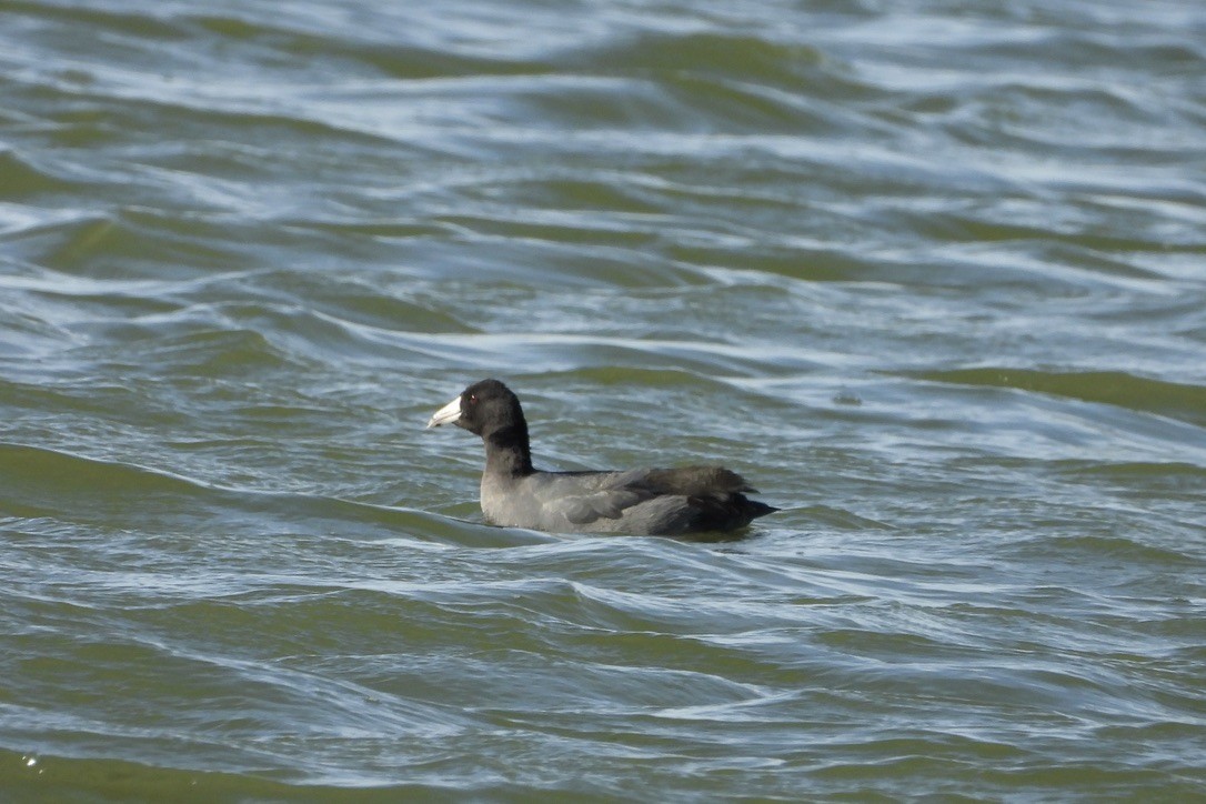 American Coot - ML643757444
