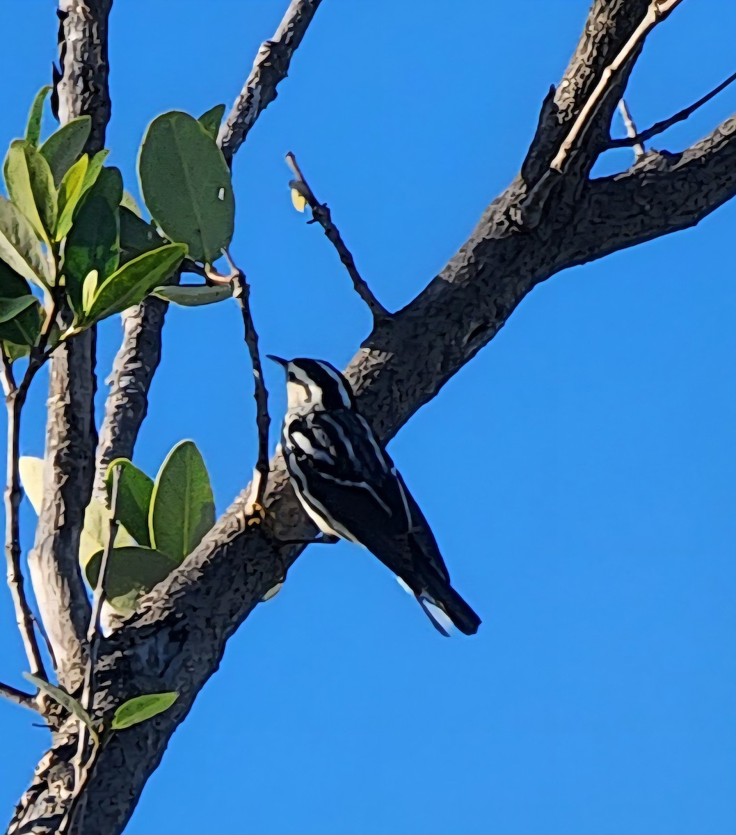 Black-and-white Warbler - ML643757445
