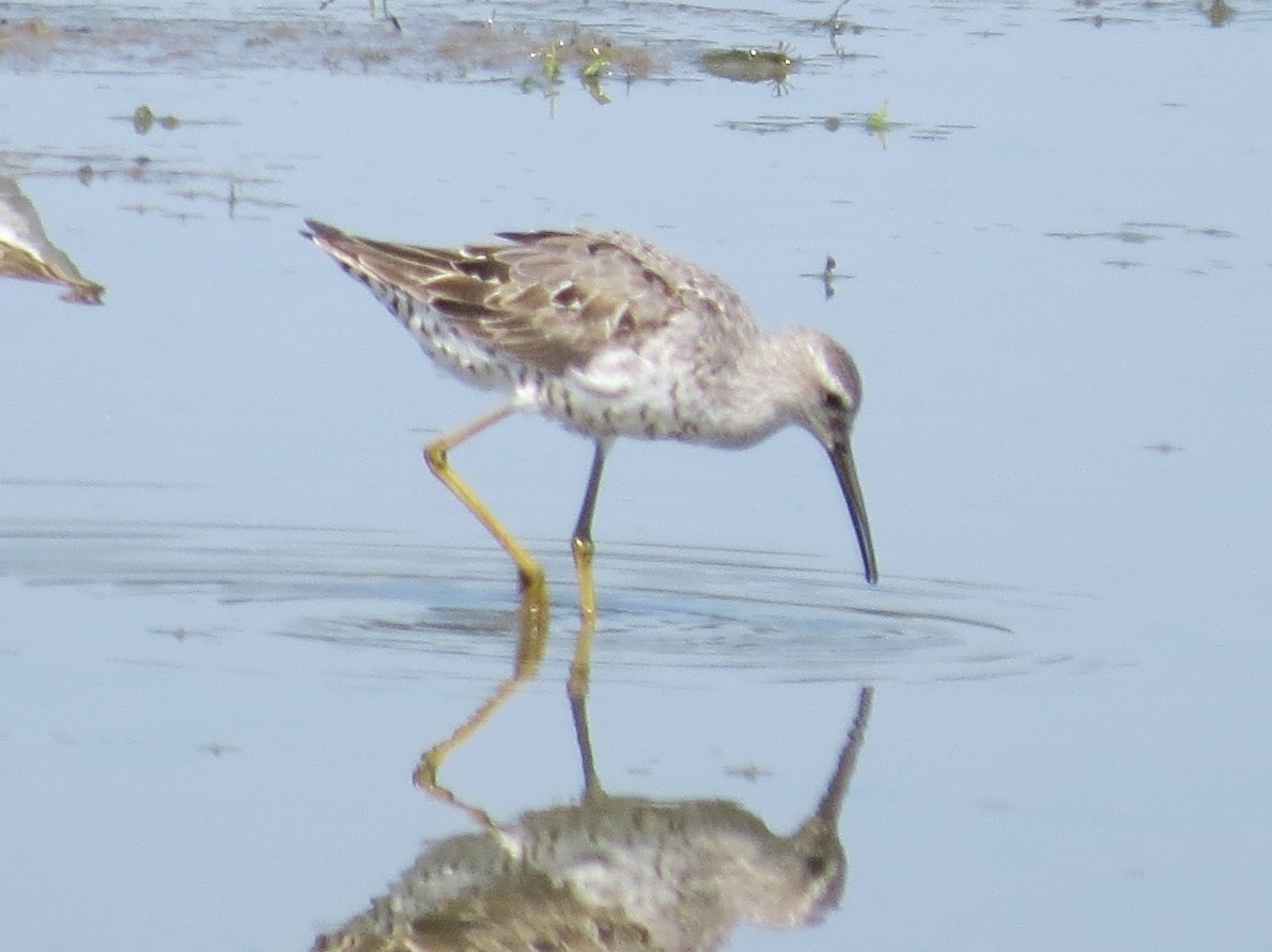 Stilt Sandpiper - Mark Haas