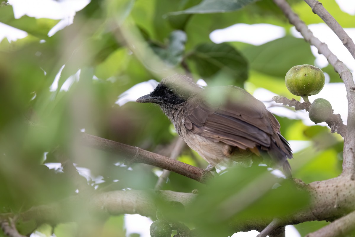 Masked Laughingthrush - ML643757514