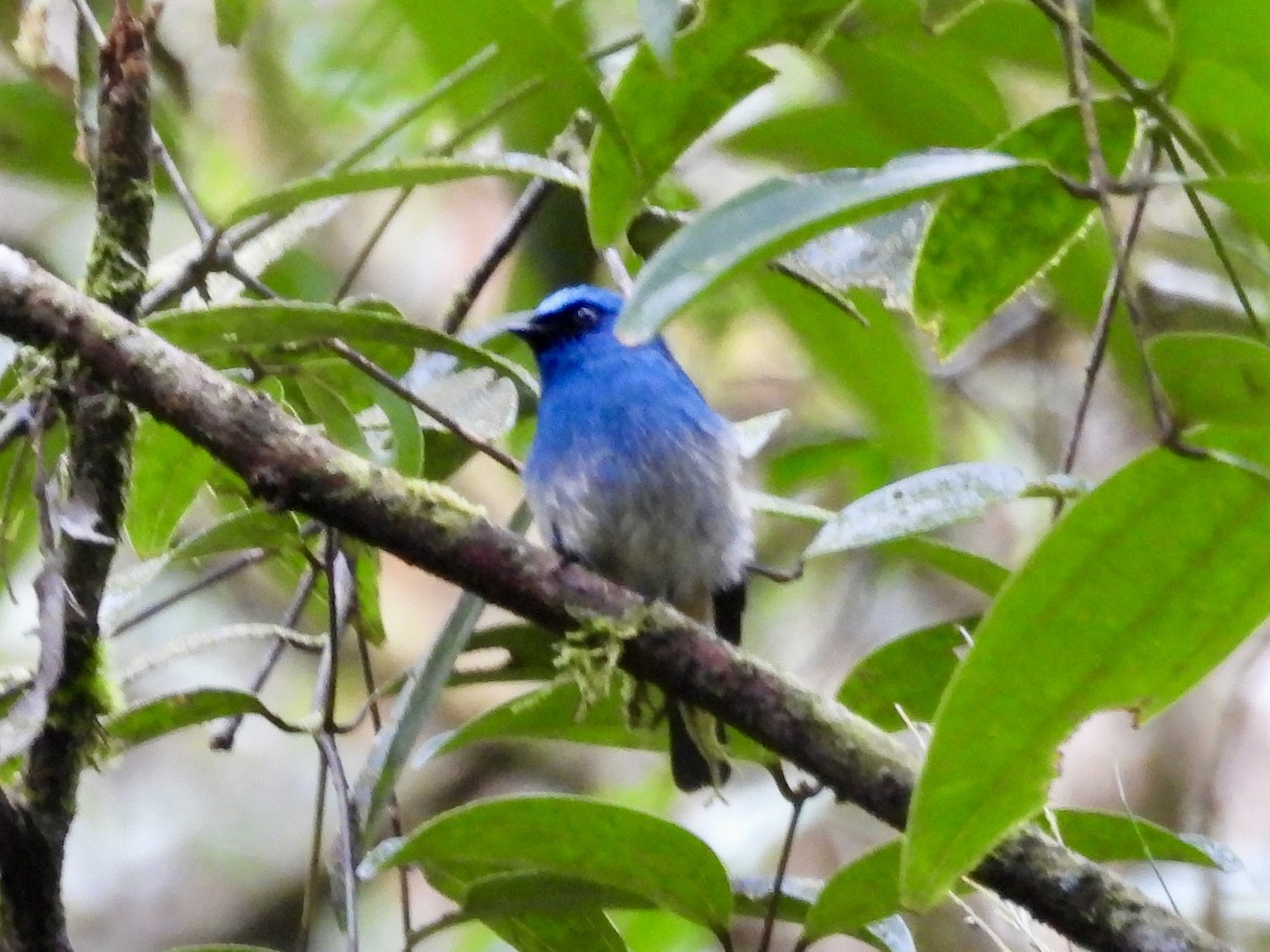 Indigo Flycatcher - ML643757519